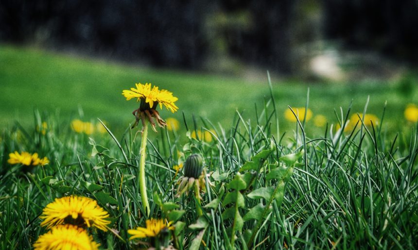 Common Lawn Weeds in the Midwest