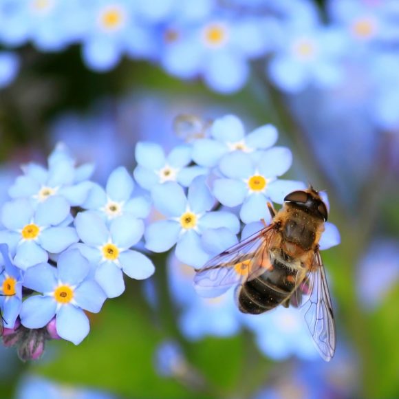 5 Best Pollinator Plants for the Midwest