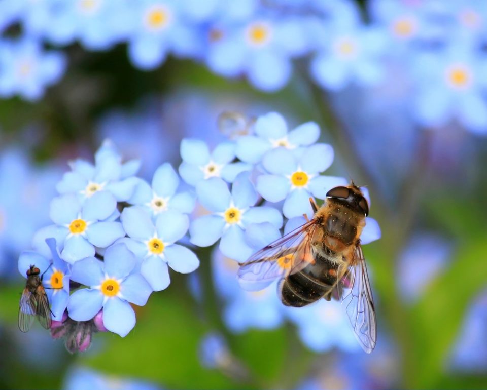 The Best Pollinator Plants for the Midwest