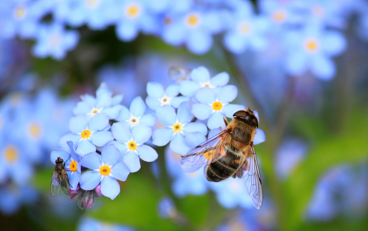 5 Best Pollinator Plants For The Midwest