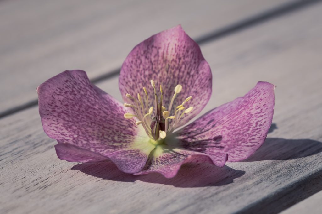 Hellebores