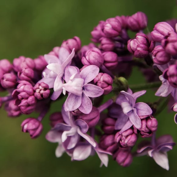 Best Perennials and Shrubs to Plant or Bloom in Spring