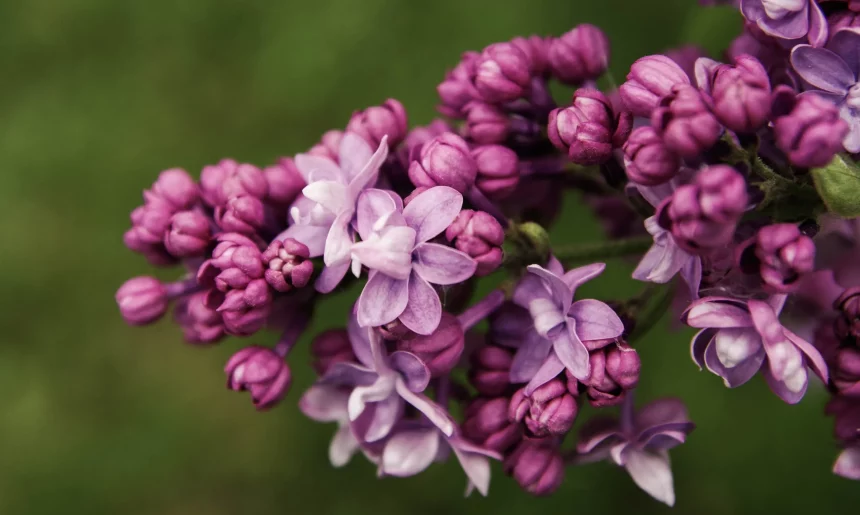 Best Perennials and Shrubs to Plant or Bloom in Spring