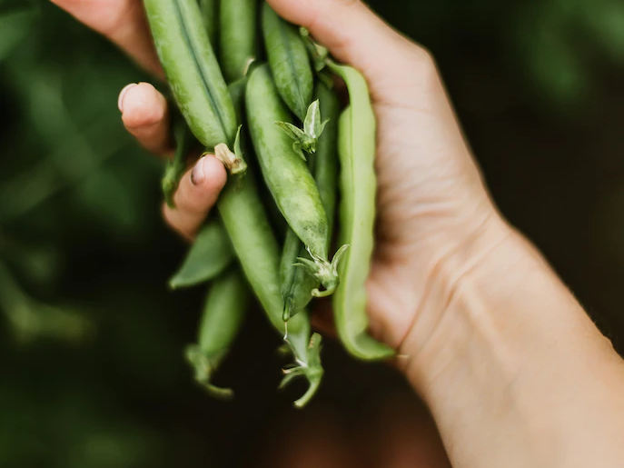 8 Garden Vegetables to Plant in the Fall